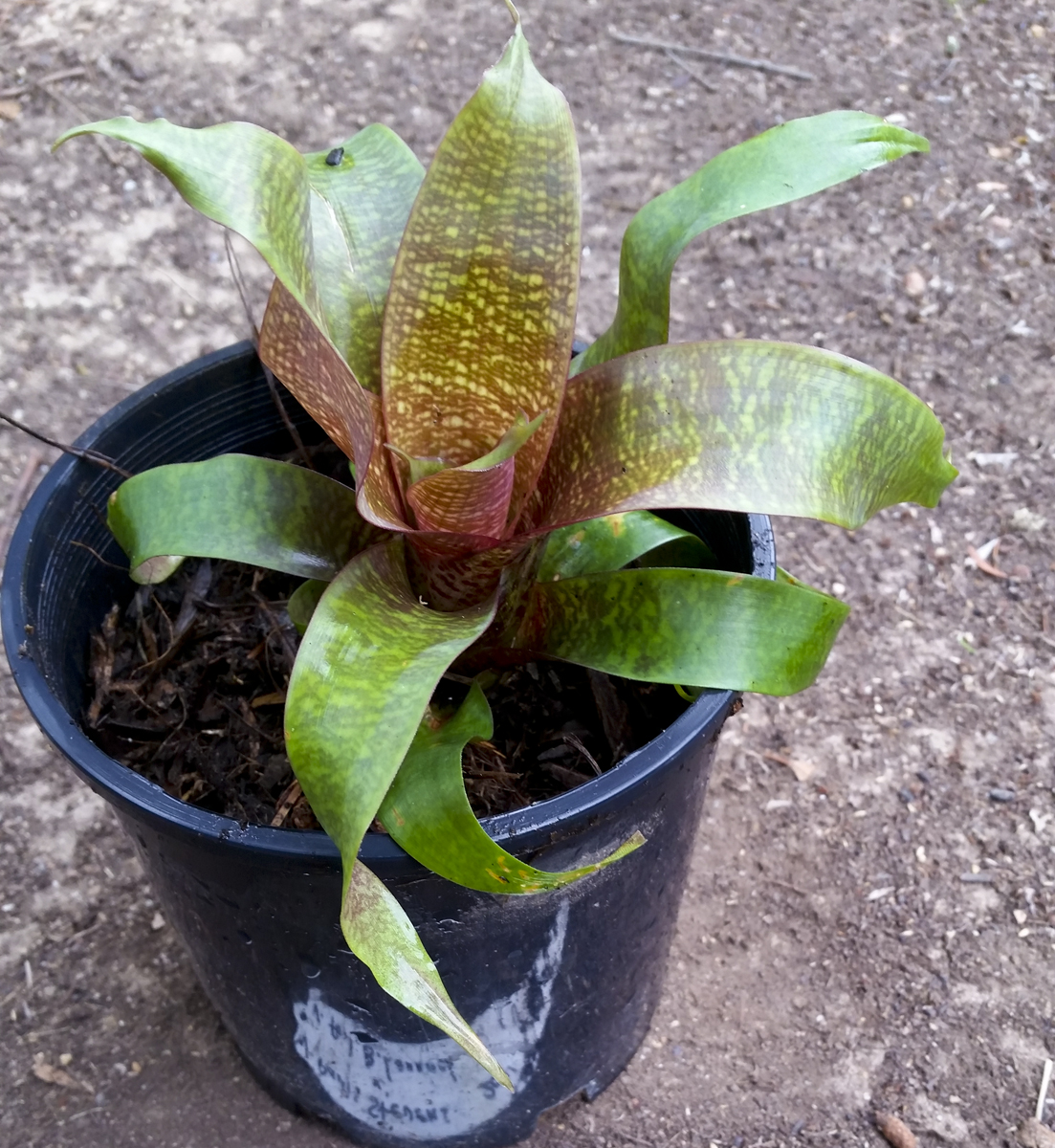 Vriesea Paris Stevens X fosteriana B Larnach